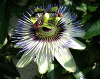Passiflora_caerulea