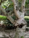 Funny_tree